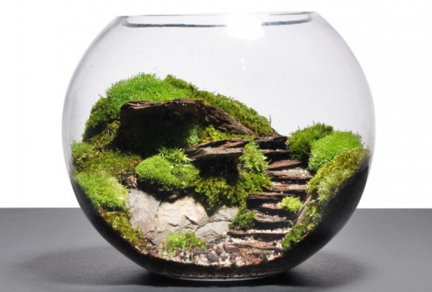 How to Build an Impressive Terrarium in 5 Simple Steps